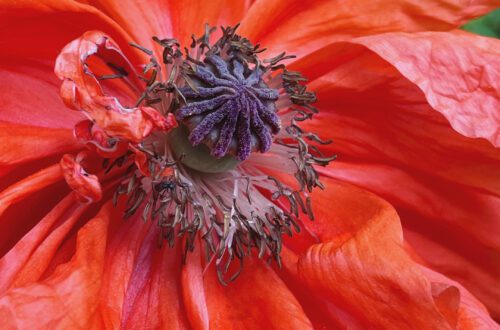 Nahaufnahme einer roten Mohnblüte