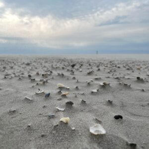 Nordsee-Strand bei Ebbe mit Muschelstücken