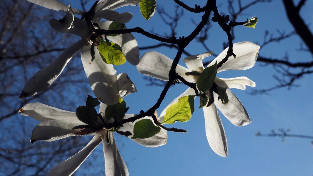 Weiße Blüten am Baum